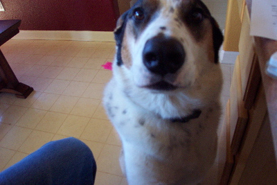 doggie_mugs_for_camera.jpg