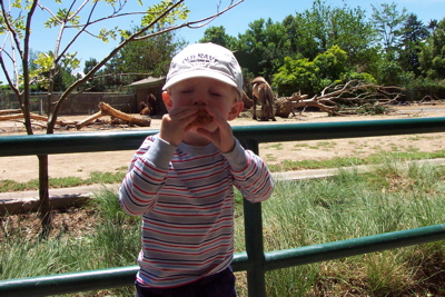 max_sandwich_camel_bactrian_zoo.JPG