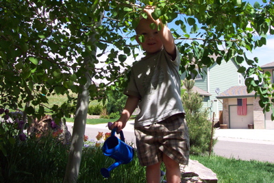 max_waters_garden_holds_tree.JPG