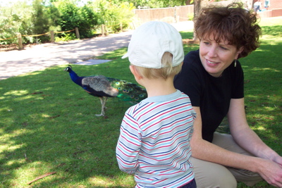 mom_max_peacock_zoo.JPG