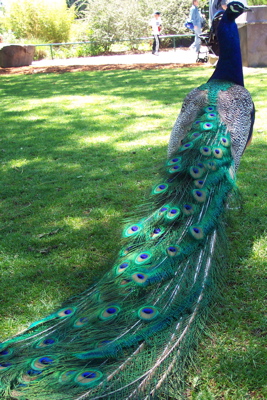 peacock_feathers_zoo.JPG